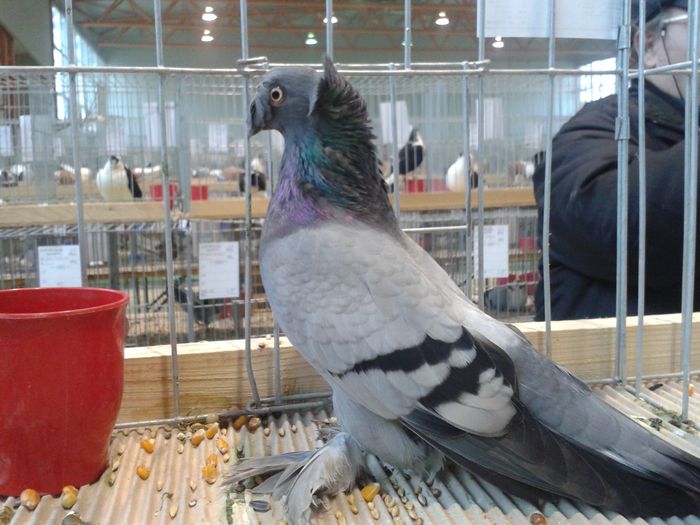 359 f - JDB ALBASTRI