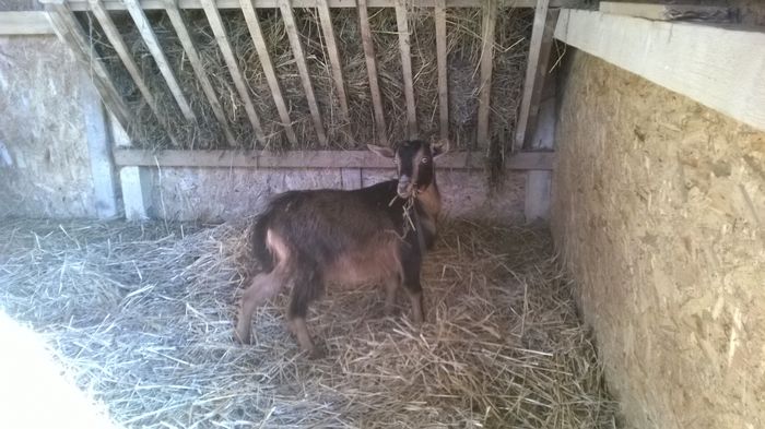 WP_20151217_015 - Capritele si oitele