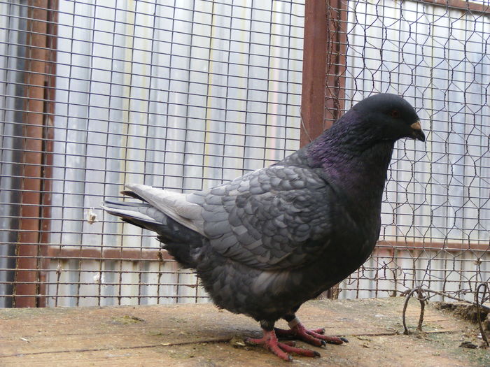 F 2015 vinduta dec.2015