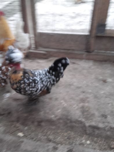 20151218_081320 - B gaini pitice golase motate