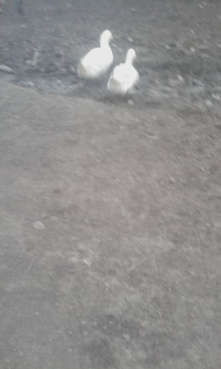 IMG_20151218_081145 - rate pekin