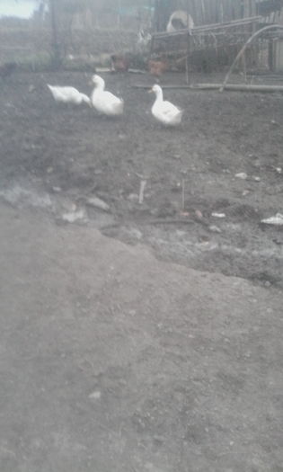 IMG_20151218_081153 - rate pekin