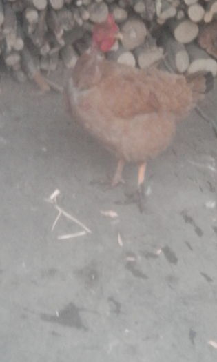 IMG_20151218_081911; puii maturi
