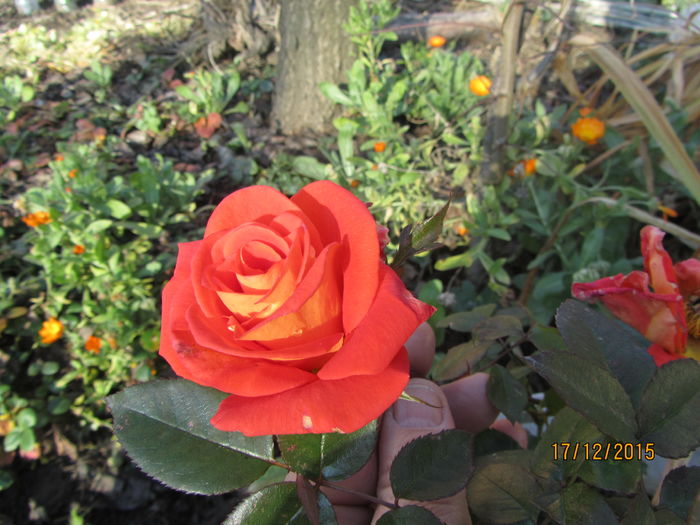 Trandafir -atentie la data