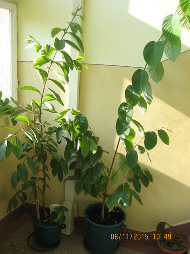 Pomisorul de GUAVA in stinga