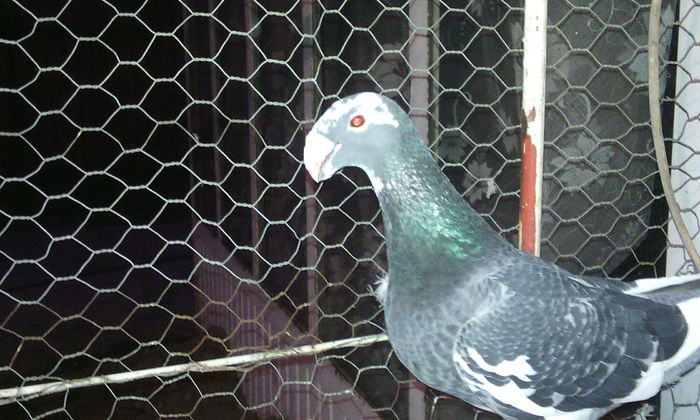 vinduta
