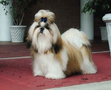 Shih-Tzu-0n - Animale in lume