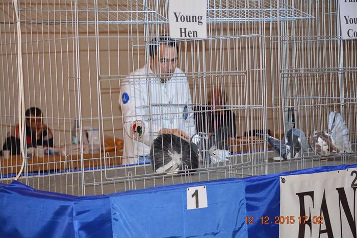 12360041_876578319123716_2032959462805967269_n - EXPO SPECIALIZATA FANTAIL CLUB ROMANIA