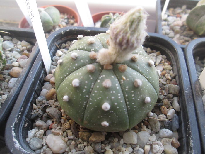 Astrophytum  asterias Linares NL - Cactusi