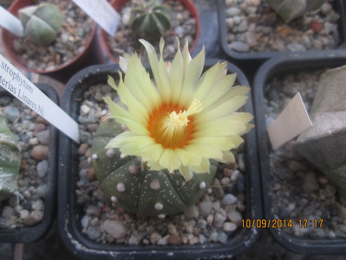 Astrophytum asterias Linares NL - Cactusi