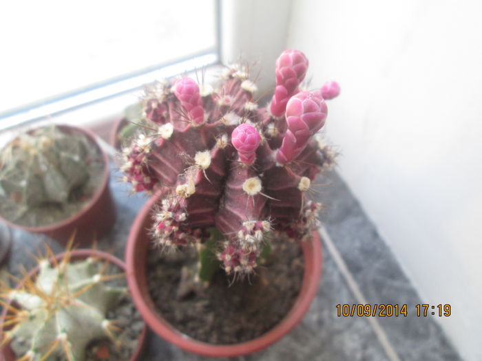 Gymnocalycium mihanovichii