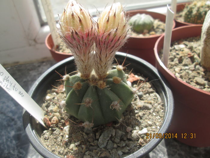 Astrophytum senile hb. - Cactusi