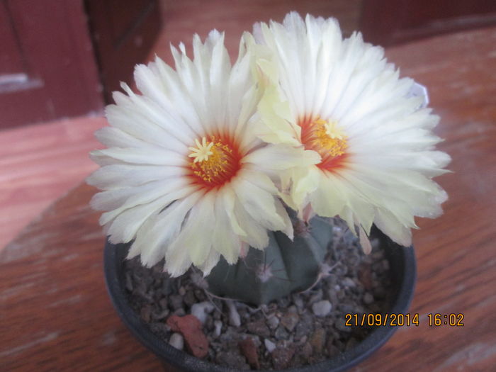 Astrophytum senile hb.