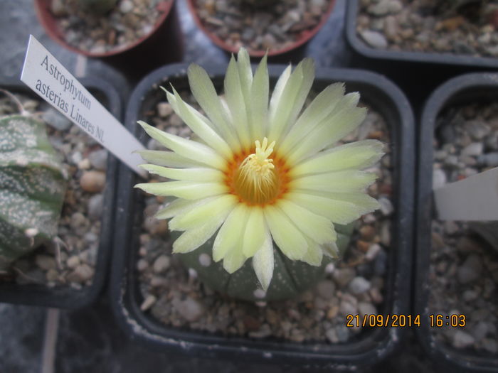 Astrophytum asterias Linares NL - Cactusi