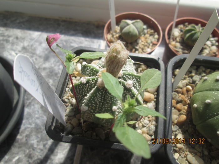 Astrophytum hb. senile x asterias - Cactusi
