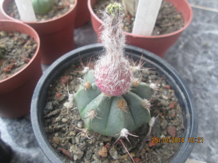 Astrophytum senile hb.