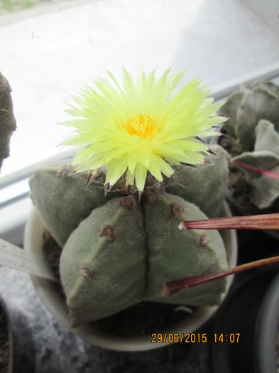 Astrophytum myriostigma hb. - Cactusi