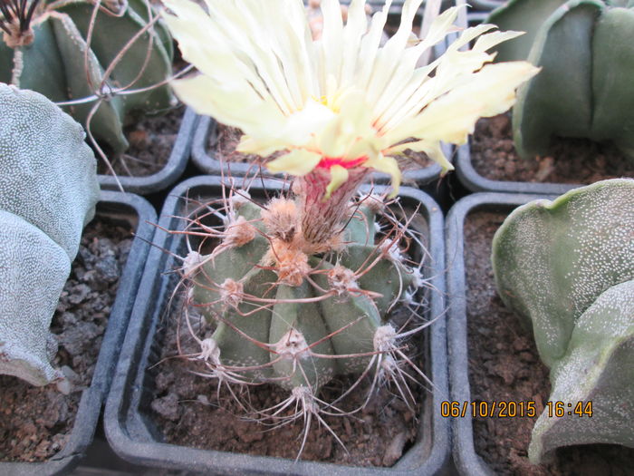 Astrophytum SENAS