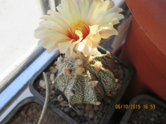 Astrophytum hb. senile x asterias