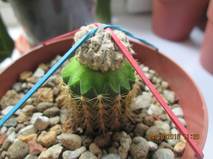 Astrophytum myriostigma cv. Hakujo; planta altoita
