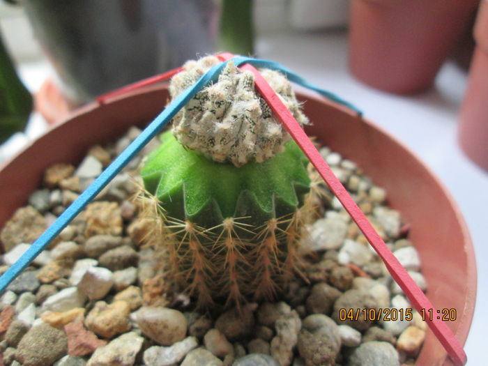 Astrophytum myriostigma cv. Hakujo - Cactusi