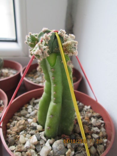 Astrophytum myriostigma cv.; planta altoita
