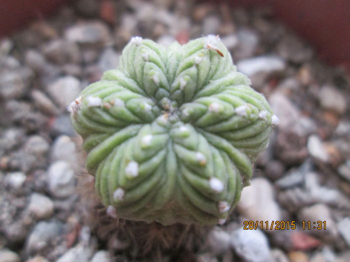 Aztekium ritteri - Cactusi