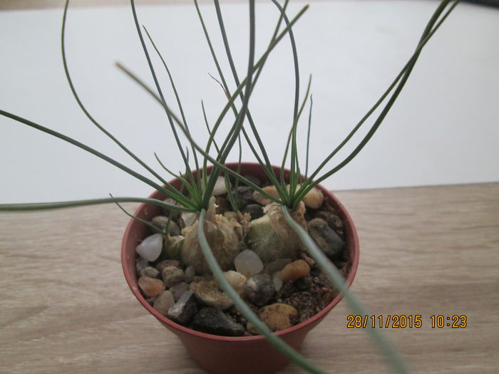 Abuca humilis - Cactusi
