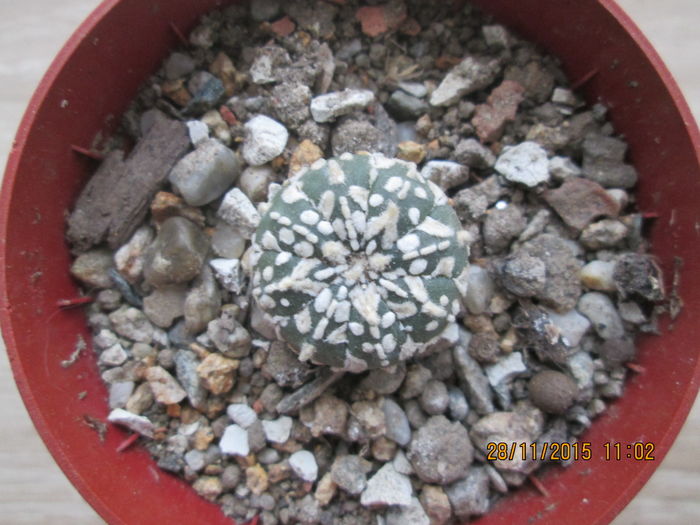 Astrophytum asterias cv. superkabuto - Cactusi