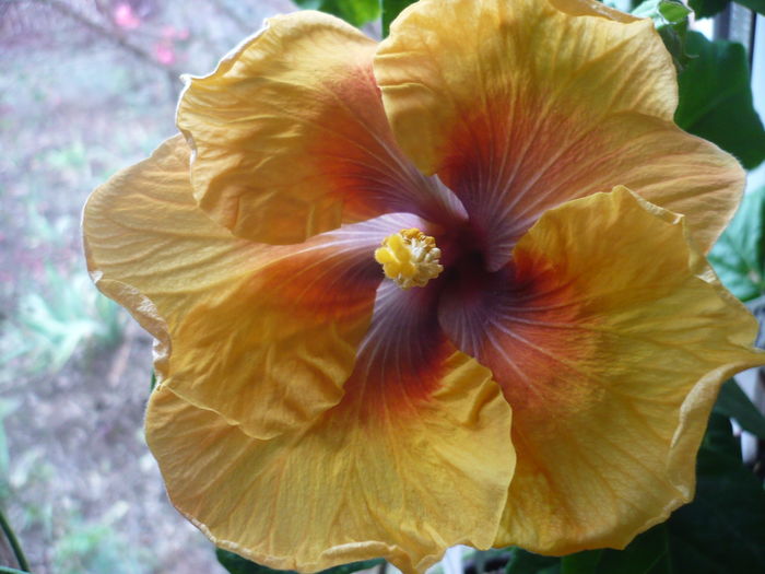 Moorea Vaireva
