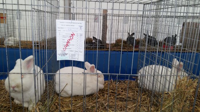 Expo Dec 2015 Cluj