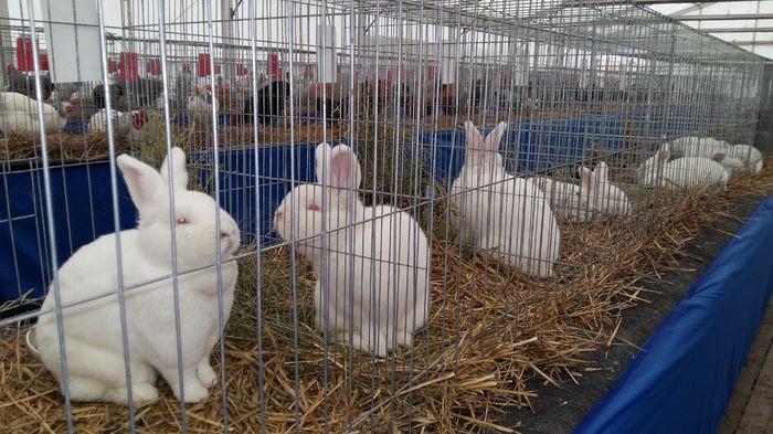 Expo Dec 2015 Cluj