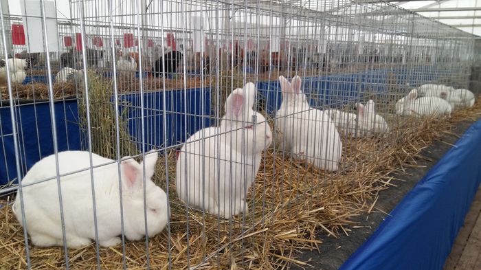 Expo Dec 2015 cluj
