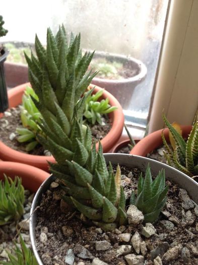 haworthia glauca var. herrei