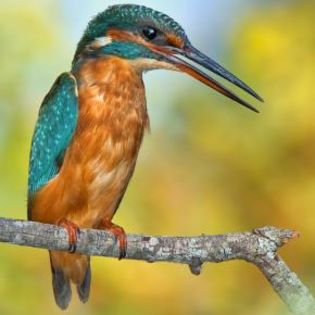 79398_901ecef35db6ad46e4d61a20ab58f268_mdsq - BIRDS