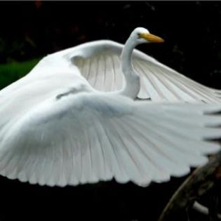 79552_4a41cc52021568a79514712824700744_mdsq - BIRDS