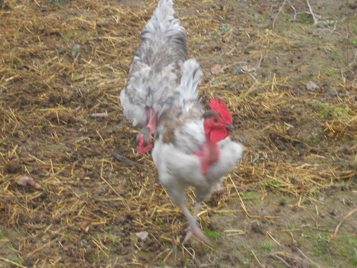 DSCN5060 - I - TINERET GAT GOLAS DE TRANSILVANIA 2015