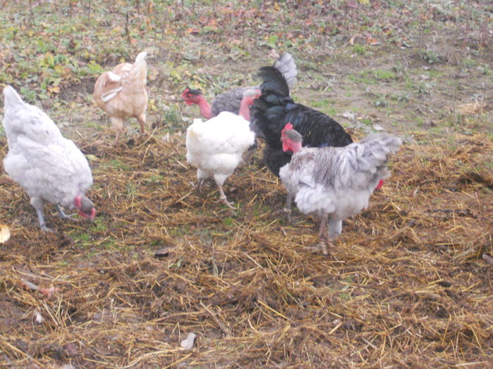 DSCN5061 - I - TINERET GAT GOLAS DE TRANSILVANIA 2015