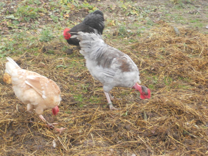 DSCN5065 - I - TINERET GAT GOLAS DE TRANSILVANIA 2015