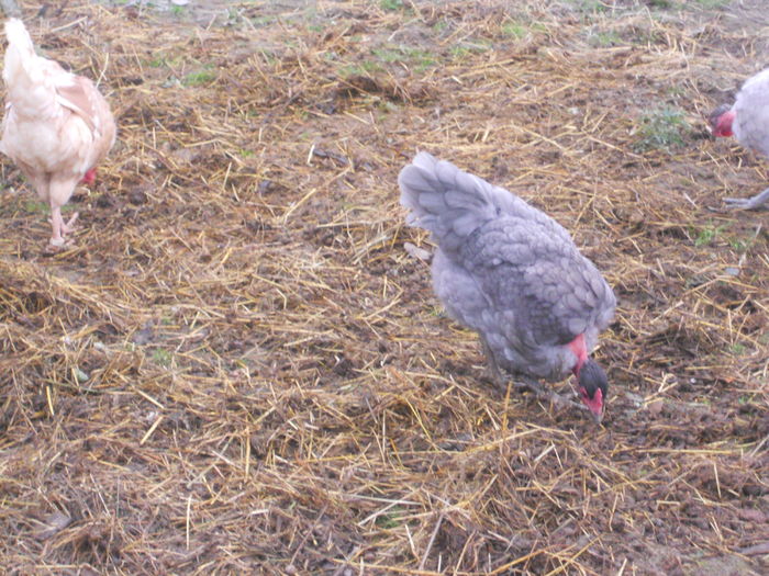 DSCN5067 - I - TINERET GAT GOLAS DE TRANSILVANIA 2015