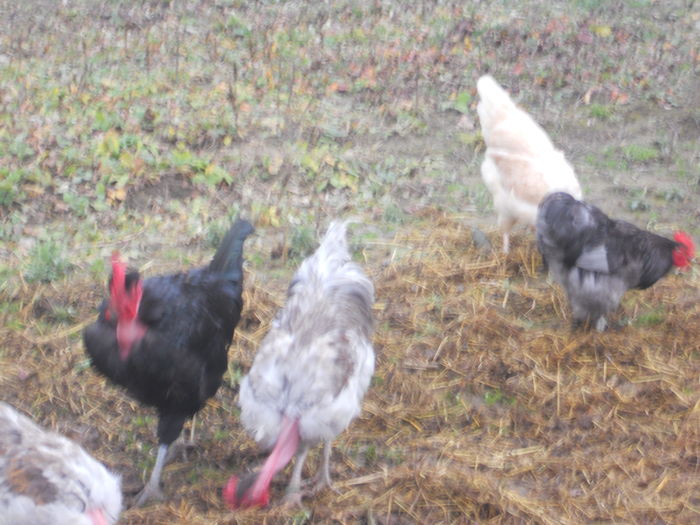 DSCN5068 - I - TINERET GAT GOLAS DE TRANSILVANIA 2015