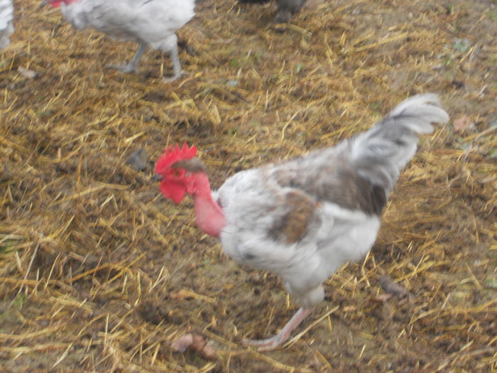 DSCN5070 - I - TINERET GAT GOLAS DE TRANSILVANIA 2015