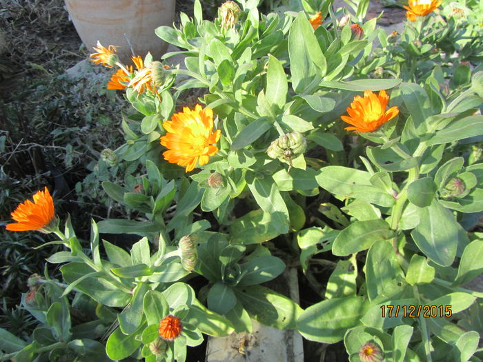 IMG_0006 - d decembrie