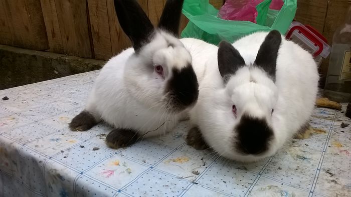 Fem.Nr.4 si Fem. Nr. 5 - FEMELE-CALIFORNIAN  2016