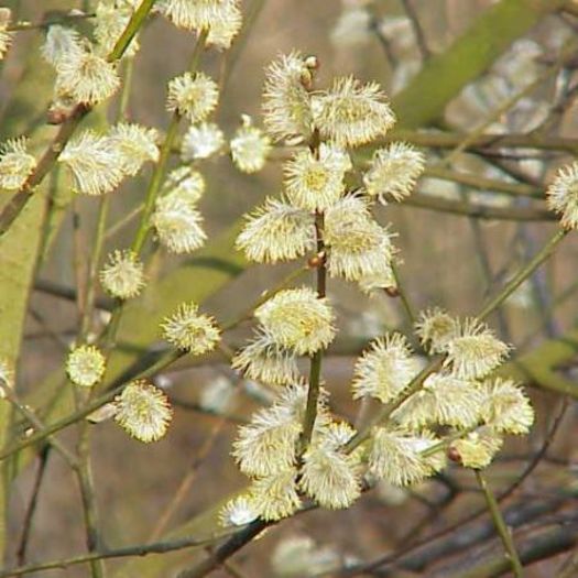 salix caprea (salcia pitica) - Salcie decorativa pitica capreasca