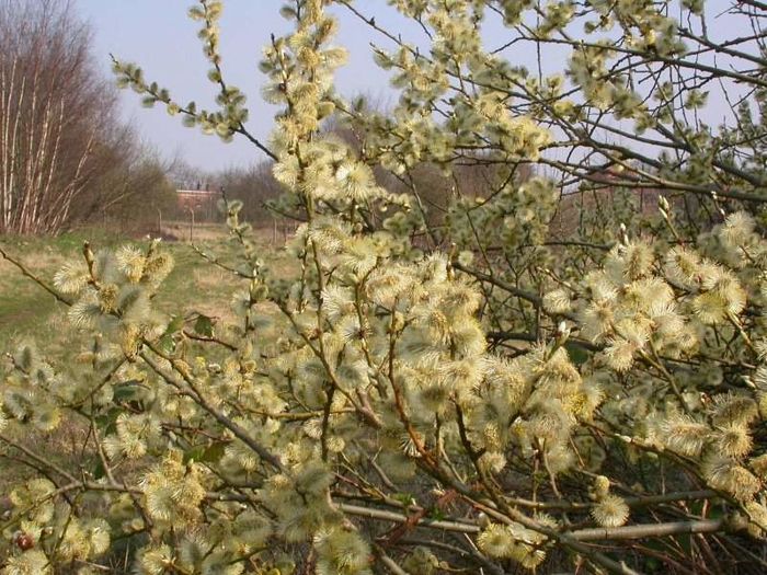 salcie capreasca salix capraea - Salcie decorativa pitica capreasca