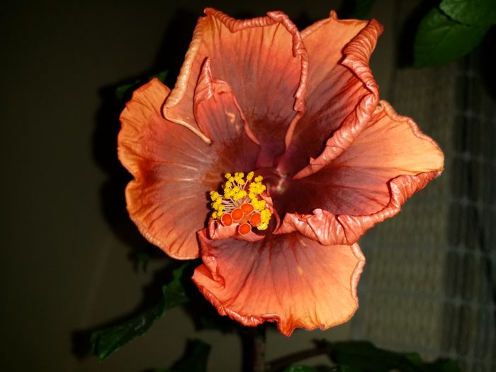 20151219_191554 - Hibiscusi din seminte