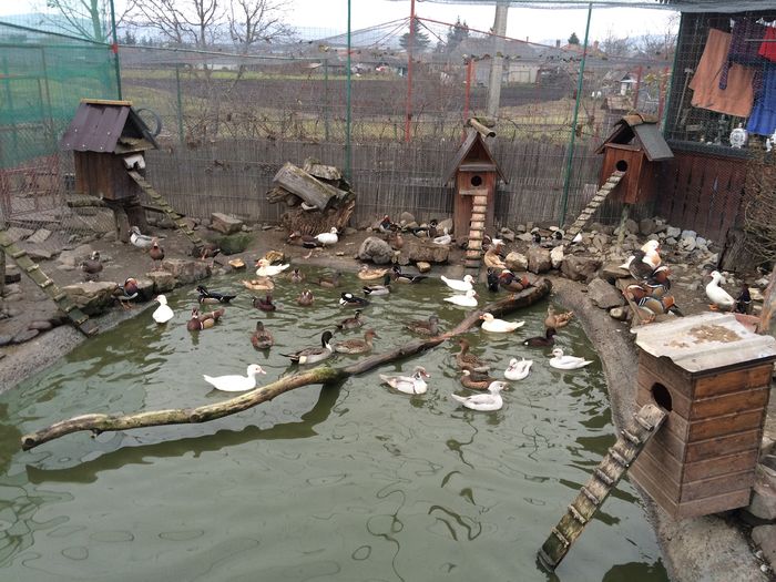 IMG_0119 - Pasari De Apa