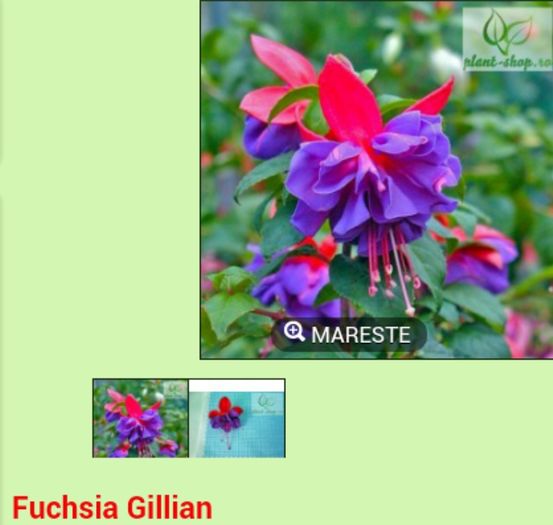 IMG_20151219_194202 - Fuchsia