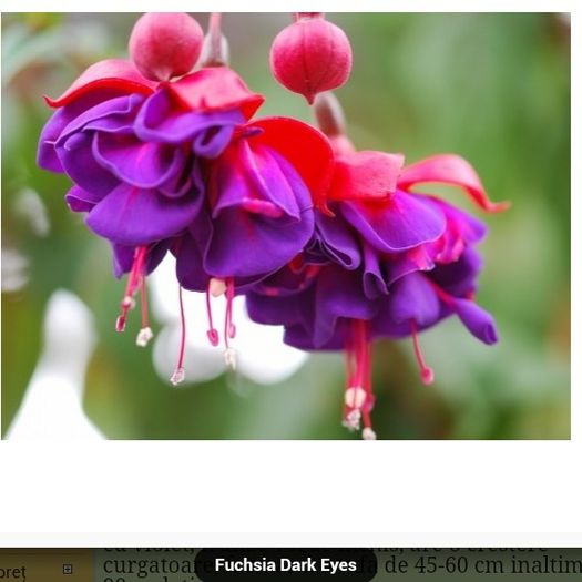 IMG_20151219_194231 - Fuchsia